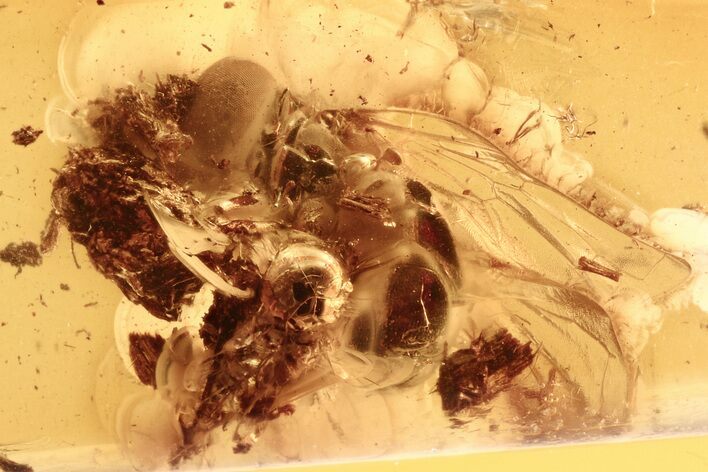 Detailed Fossil Hoverfly and Parasitoid Wasp In Baltic Amber #284642